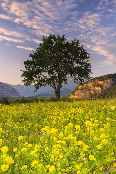 Tree at sunset in Franciacorta, Brescia province in Lombardy district, Italy.