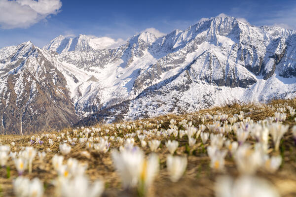 Spring season in Tonale pass, Trentino alto Adige, Italy, Europe.