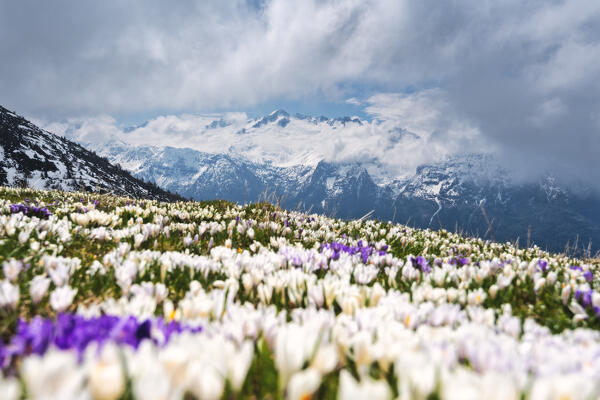 Crocus blooming in Adamello park, Brescia province in Lombardy district, Italy.