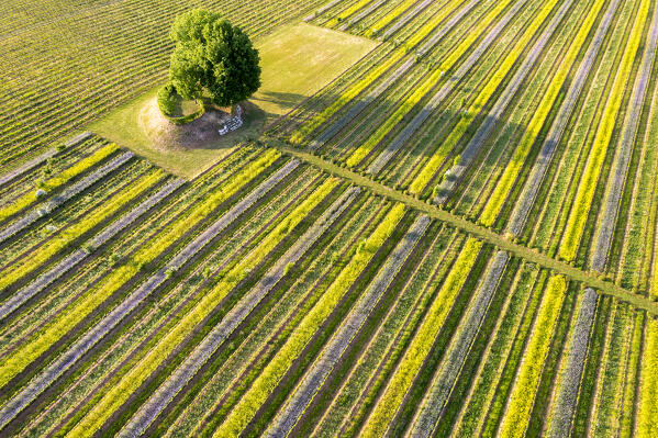 Franciacorta vineyards aerial view at sunset in Brescia province, Lombardy district, Italy.