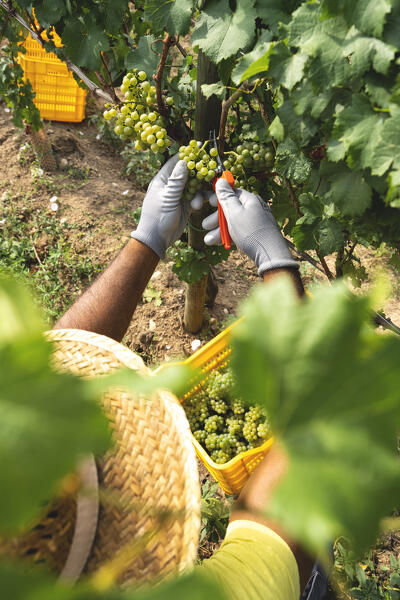 Harvest in Franciacorta in summer season, Brescia province in Lombardy district, Italy, Europe.