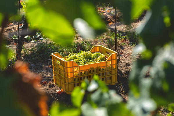 Harvest in Franciacorta in summer season, Brescia province in Lombardy district, Italy, Europe.