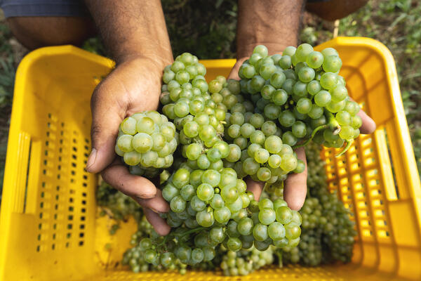 Harvest in Franciacorta in summer season, Brescia province in Lombardy district, Italy, Europe.