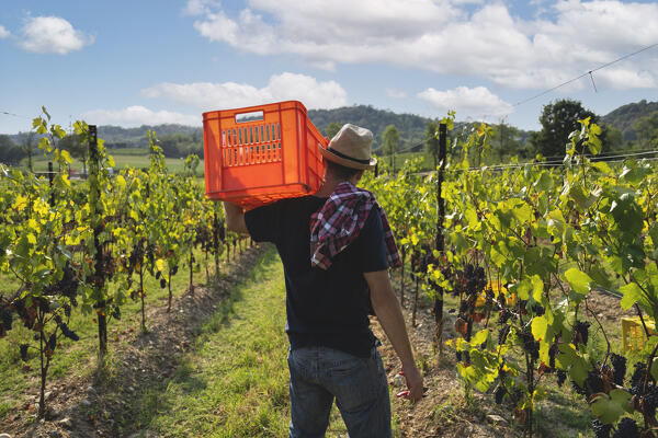 Harvest in Franciacorta in summer season, Brescia province in Lombardy district, Italy, Europe.