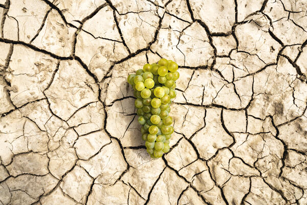 Harvest in Franciacorta in summer season, Brescia province in Lombardy district, Italy, Europe.