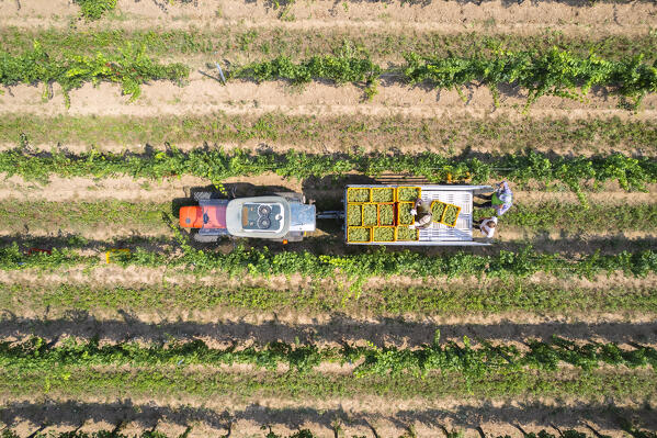 Harvest in Franciacorta in summer season, Brescia province in Lombardy district, Italy, Europe.