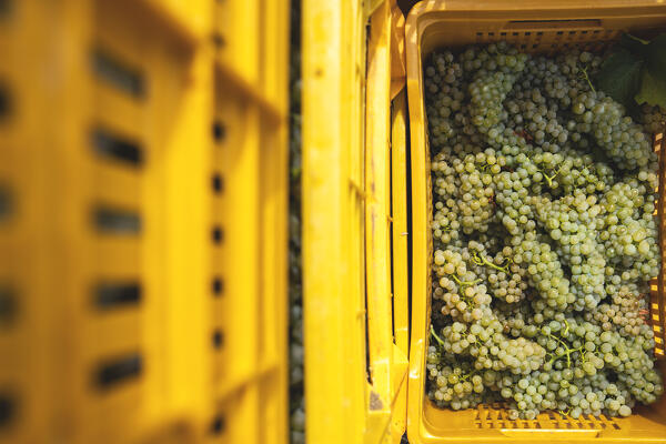 Harvest in Franciacorta in summer season, Brescia province in Lombardy district, Italy, Europe.