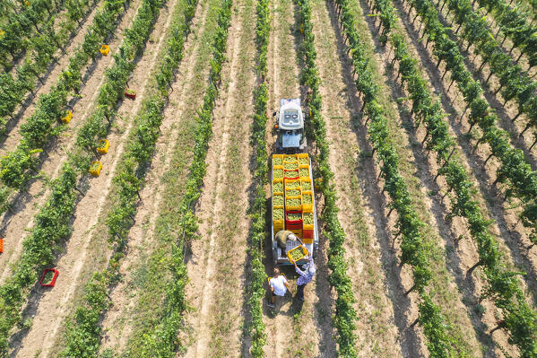 Harvest in Franciacorta in summer season, Brescia province in Lombardy district, Italy, Europe.