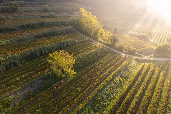 Details of vineyards in Franciacorta aerial view at dawn in Brescia province, Lombardy district, Italy.