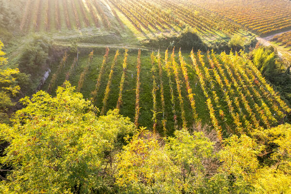 Details of vineyards in Franciacorta aerial view at dawn in Brescia province, Lombardy district, Italy.