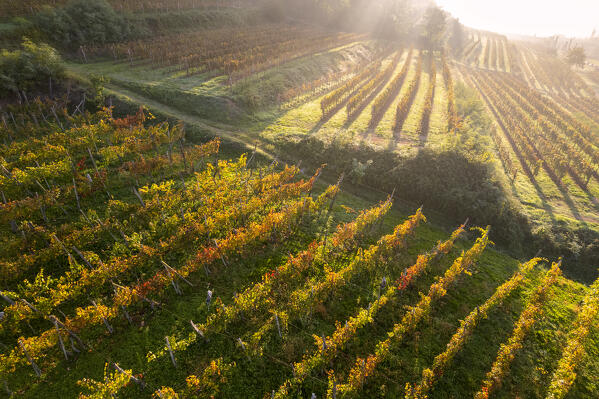 Details of vineyards in Franciacorta aerial view at dawn in Brescia province, Lombardy district, Italy.