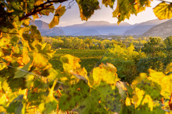 Autumn season in Franciacorta, Brescia province in Lombardy district, Italy.