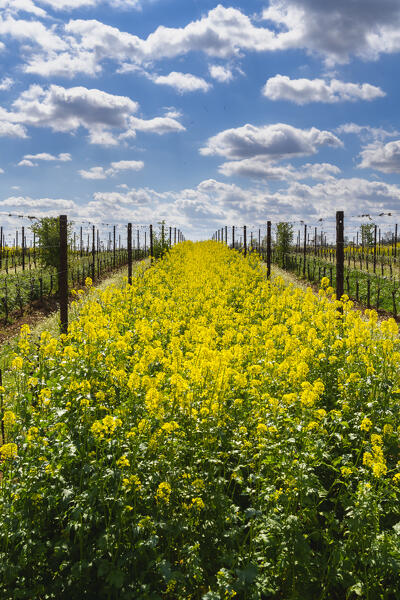 Spring season in Franciacorta, Brescia province in Lombardy district, Italy, Europe.