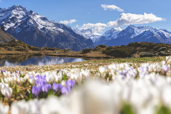 Bloomings of crocus in Orobie alps, Cardeto lake in Seriana valley, Bergamo province in Lombardy district, Italy.