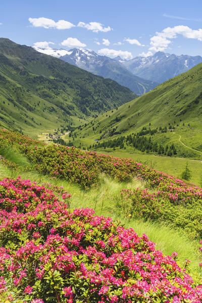 Summer blooming of rhododendron in Viso valley, Brescia province in Lombardy district, Italy.