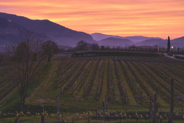 Sunrise in Franciacorta vineyards country, Brescia province in Lombardy district, Italy, Europe.