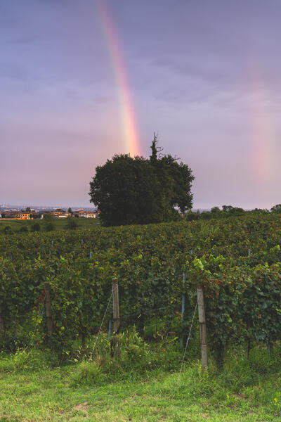 Rainbow in Franciacorta vineyards country, Brescia province in Lombardy district, Italy, Europe.