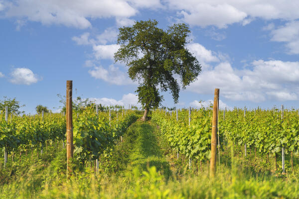 Tree and vineyards in Franciacorta country, Brescia province in Lombardy district, Italy, Europe.