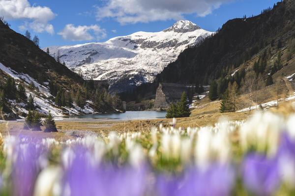 Crocus blooming in Italian alps in spring season, Bergamo province in Lombardy district in Italy, Europe.