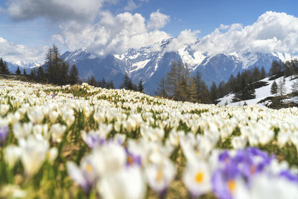 Crocus blooming in Italian alps in spring season, Brescia province in Lombardy district in Italy, Europe.