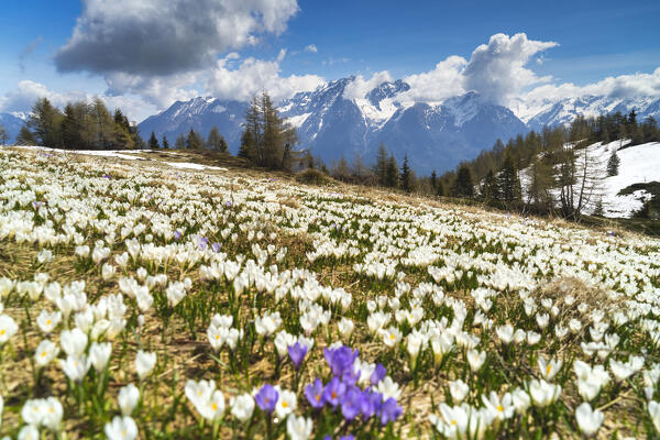 Crocus blooming in Italian alps in spring season, Brescia province in Lombardy district in Italy, Europe.