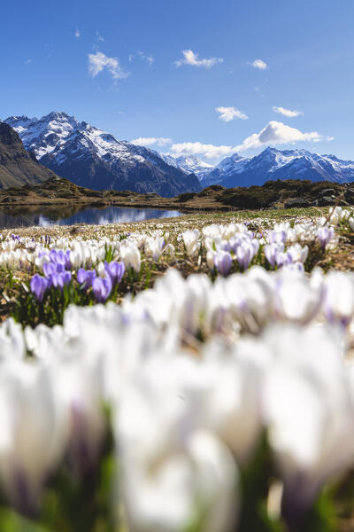 Crocus blooming in Italian alps in spring season, Bergamo province in Lombardy district in Italy, Europe.