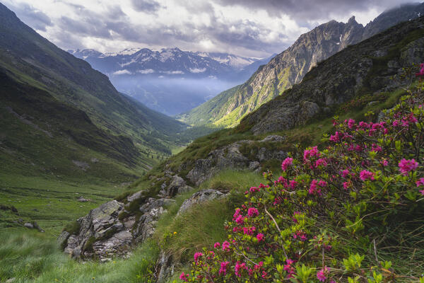 Summer time in Canè valley, Stelvio national park in Brescia province, Lombardy district, Italy.