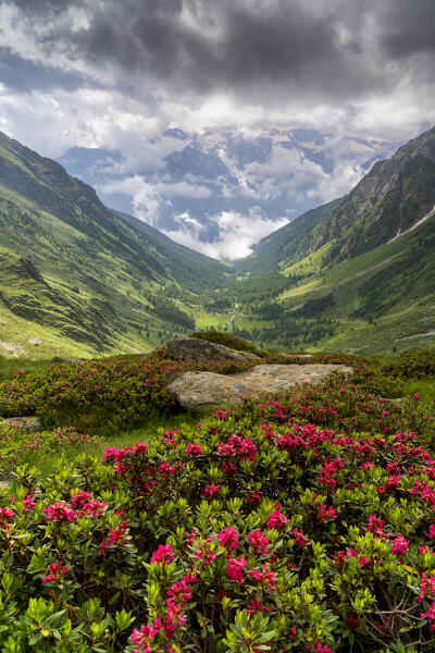 Summer time in Canè valley, Stelvio national park in Brescia province, Lombardy district, Italy.