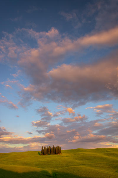 The Cypresses of the Val d'Orcia at sunset. Val d'Orcia, Tuscany Italy,  located in the village of San Quirico d'Orcia