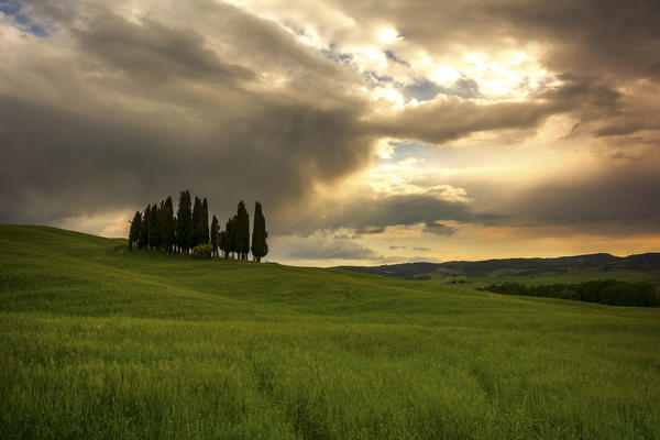 The Cypresses of the Val d'Orcia at sunset. Val d'Orcia, Tuscany Italy,  located in the village of San Quirico d'Orcia