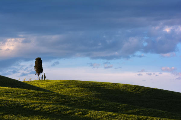 The lone cypress of the Val d'Orcia, Italy, Unesco World Heritage