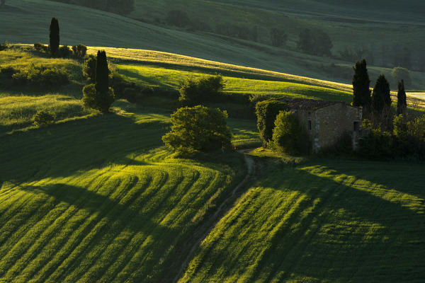 Green details, Tuscany, Val d'Orcia, Italy