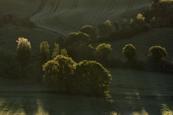 Trees in detail, Tuscany, Val d'Orcia, Italy