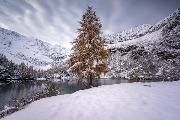 The great larch, Adamello Park, Vezza d'Oglio, province of Brescia, Lombardia ,Italy