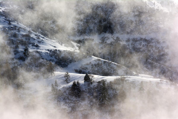 Details after the snowfall, Adamello park, province of Brescia, Italy