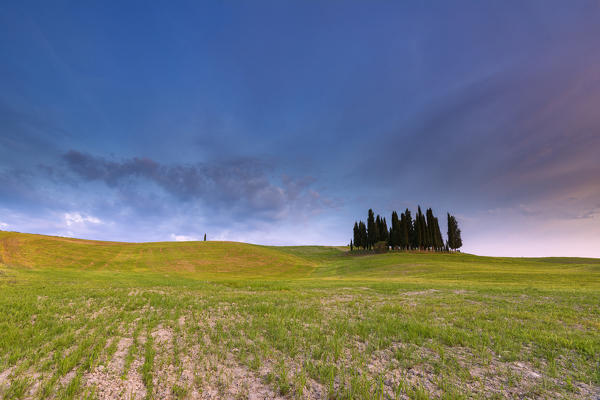 The cypress of San Quirico d' Orcia, province of Siena, Tuscany, Italy.