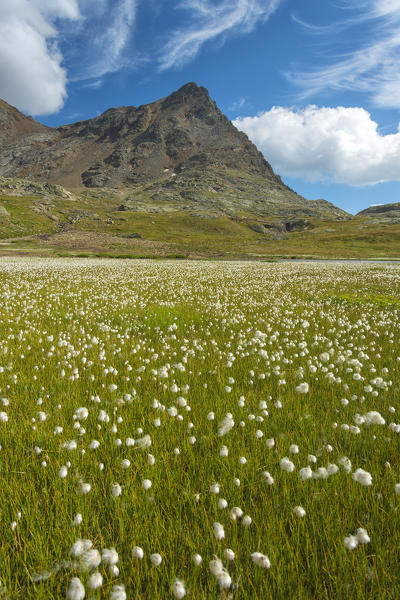 Gaviapass, Stelvio national park,province of Brescia, Italy.