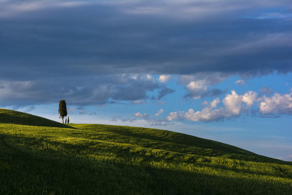 Cypresse in Val d'Orcia, province of Siena, Tuscany, Italy.