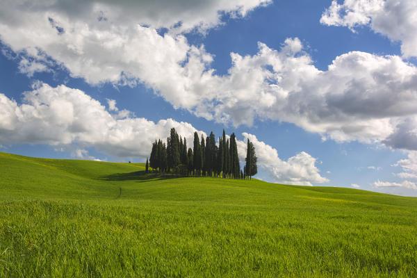 Europe, Italy, cipresses in Orcia valley, province of Siena, Tuscany.