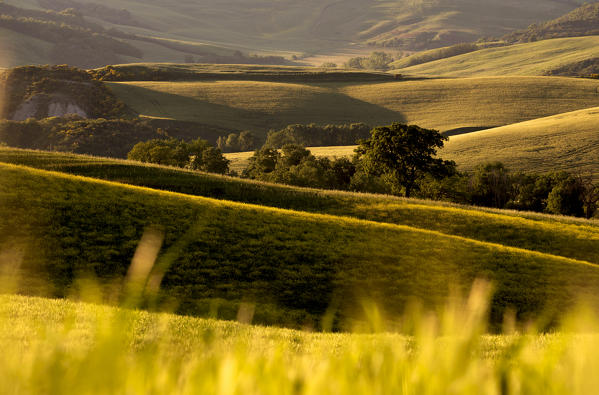 Europe, Italy, detail in Orcia valley at sunset, province of Siena, Tuscany.