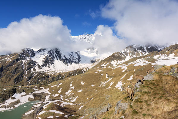 Europe, Italy, ibex in their habitat, province of Brescia.