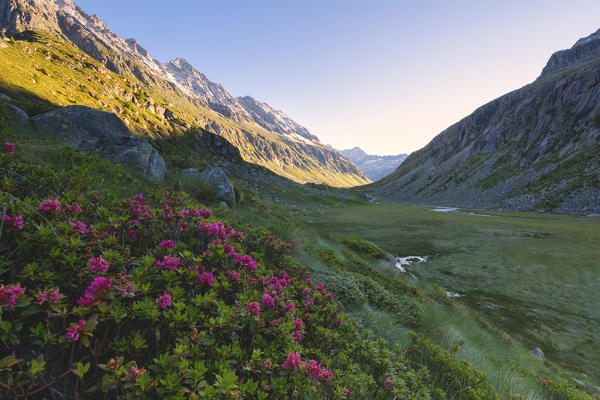 Rhododendrons in Adame' valley, Adamello park, Brescia Province, Lombardy, Italy.