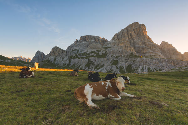 Pastures at dawn, three peaks nature park, Bolzano Province, Trentino Alto Adige, Italy.