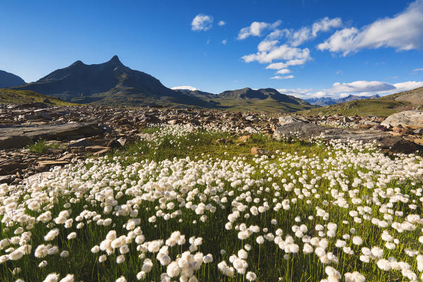 Blooms of cotton grass at Gaviapass, Brescia province, Lombardy, Italy.