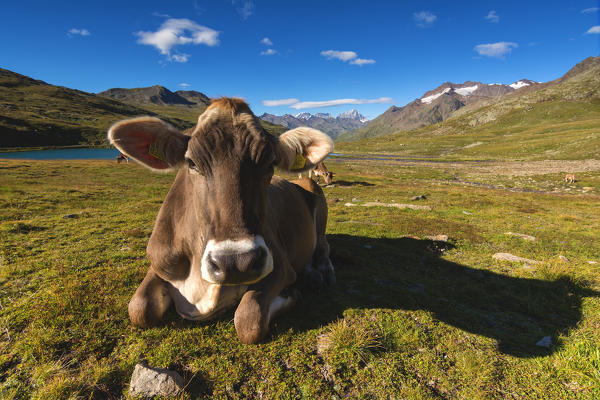 Pasture at Gaviapass, Brescia province, Lombardy, Italy.