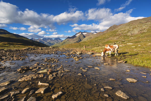 Pasture at Gaviapass, Brescia province, Lombardy, Italy.