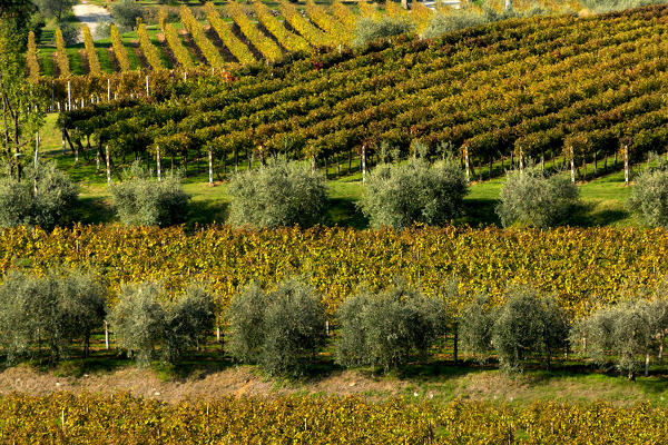 Franciacorta, Brescia province, Lombardy district, Italy, Europe.