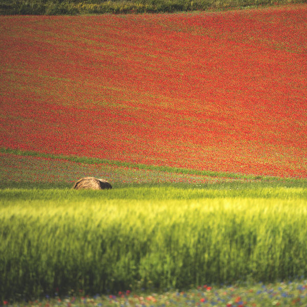 Detail in Castelluccio di Norcia, Perugia province, Umbria district, Italy, Europe.