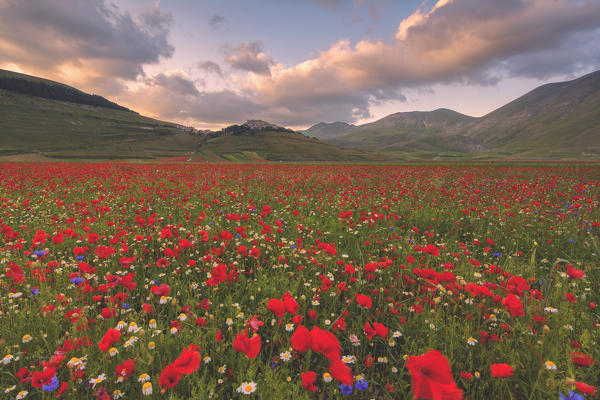 Castelluccio di Norcia, Umbria district, Italy, Europe.