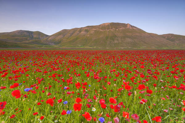 Castelluccio di Norcia, Umbria district, Italy, Europe.